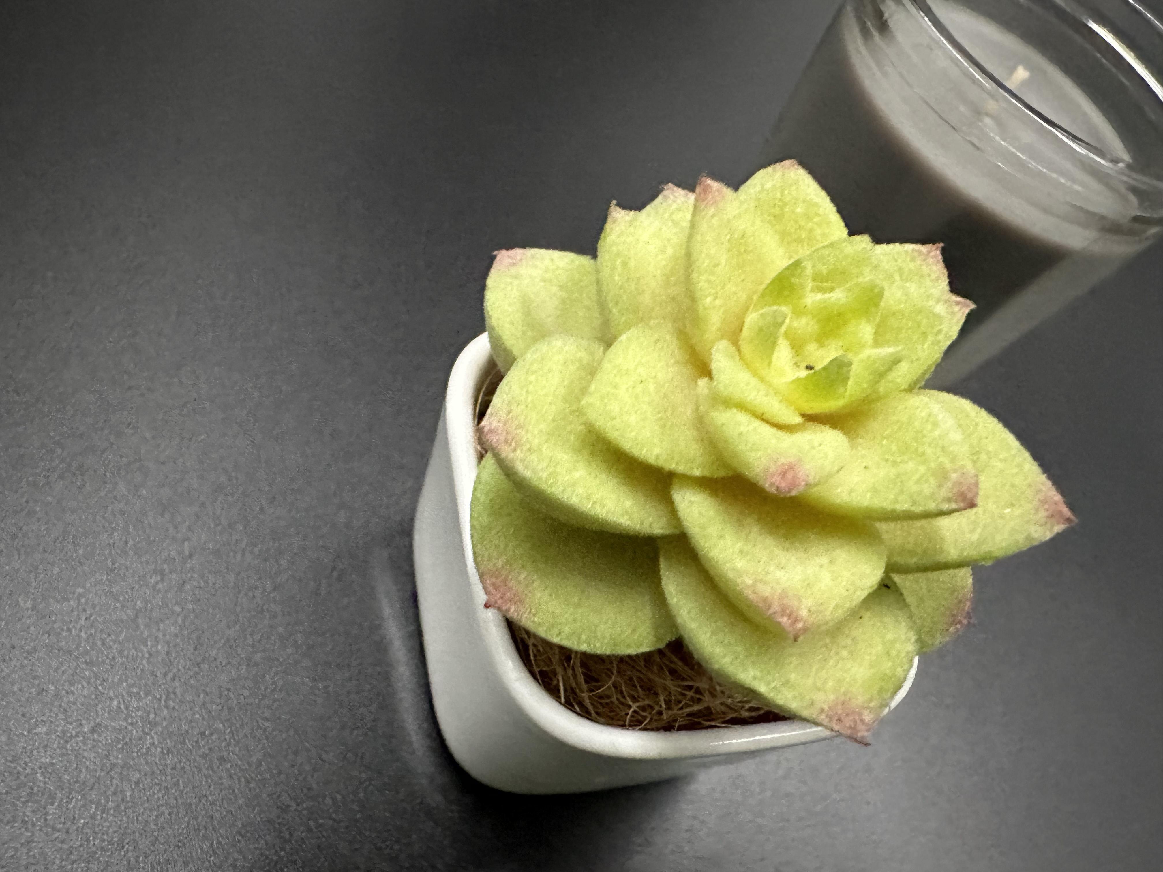 擬真植物擺設/拍攝道具